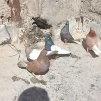 کفتر زاغ دمسفید سینه ی مهر مهر آماده تخم گذارین