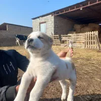 توله آلبای اصل|سگ|انبارآلوم, |دیوار