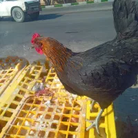 مرغ بومی تخمگذار به شرط تخم ۳۰۰عدد|حیوانات مزرعه|کاشان, دشت لتحر|دیوار