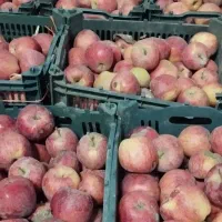 سیب قرمز مرگور