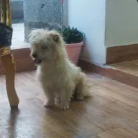 پاکوتاه