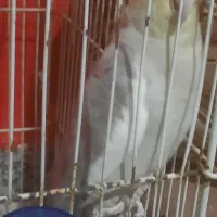 جفت عروس دستی|پرنده|بیرجند, |دیوار