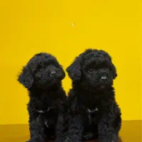 سگ توی پودل رنگ بلک وارداتی از روسیه