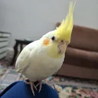 عروس هلندی گم شده