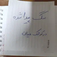 سگ پیدا شده در کوشک میدان