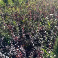 تولید ترون سبز (شمشاد)وسرو ناز و انواع گل و گیاه|خدمات باغبانی و درختکاری|مشکین‌دشت, |دیوار