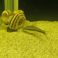 حلزون کلمبیایی آکواریوم همراه بچه