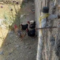 مرغ و خروس کوردی