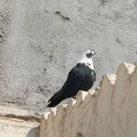 مخمل نر|پرنده|شبانکاره, |دیوار