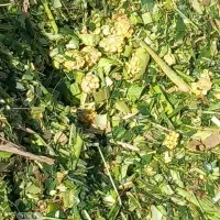 ذرت علوفه ای