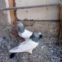 کبوتر|پرنده|اردبیل, |دیوار