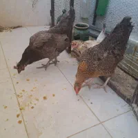 مرغ