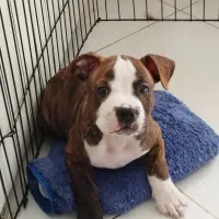 توله پیتبول