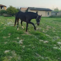 اسب|اسب و تجهیزات اسب‌سواری|گرگان, |دیوار