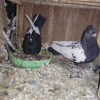 کفتر کبوتر|پرنده|شیراز, کیان آباد|دیوار