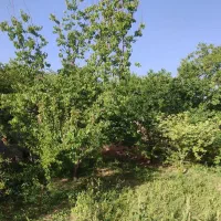 250مترباغ-مهریز
