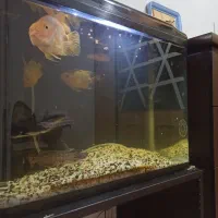 آکواریوم با تمام وسایل و ماهی