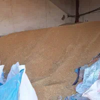 ۱۵ تن گندم بوجاری شده|عمده‌فروشی|تیکمه داش, |دیوار