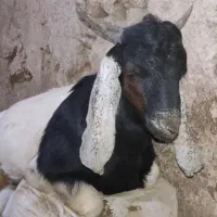 بزغاله نر پاکستانی،افغان