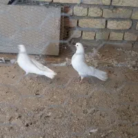 کبوتر سفید