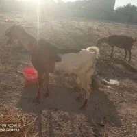 بزه|حیوانات مزرعه|خورموج, |دیوار