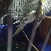 عروس هلندی جفت|پرنده|پاکدشت, کبودگنبد|دیوار