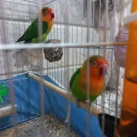 طوطی کوتوله