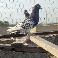 کله ای|پرنده|اهواز, ملاشیه|دیوار