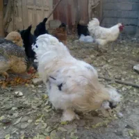 مرغ وجوجه|حیوانات مزرعه|فلاورجان, |دیوار