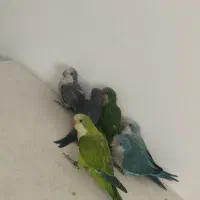 فروش انواع جوجه راهب و گرین چیک