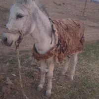 خر ماده گله ای آرام و فوق قدرتی