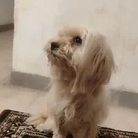 سـگ