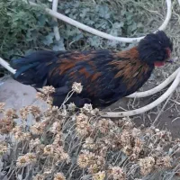 خروس و مرغ نژاد برهما، لهستانی و گلپایگانی|حیوانات مزرعه|تربت‌حیدریه, مظفریه|دیوار