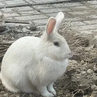 خرگوش سفید
