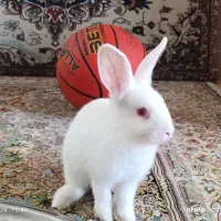 خرگوش
