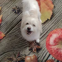 نژاد شیتزو تری|سگ|اصفهان, رهنان|دیوار