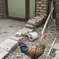 خروس...|حیوانات مزرعه|بروجرد, |دیوار