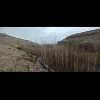 نهال صنوبر تبریزی قیمت مناسب کیفیت بالا