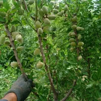 نهال بادام،آجیلی،کاغذی گلدانی هم داریم