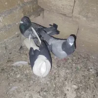 هرسه باهم 1600