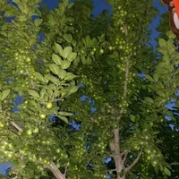فروش فوری زمین سهیلیه شهرک کوروش