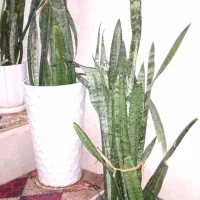 گل سانسورها با گلدان|گل و گیاه طبیعی|ورامین, ورامین|دیوار