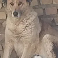 سگ خراسانی