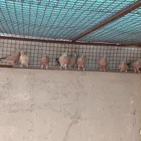 کفتر