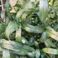 شاخه زیتون وارداتی میوه دار|گل مصنوعی|فردیس, فردیس|دیوار