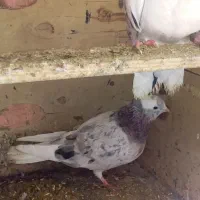 کفتر|پرنده|تهران, آهنگ|دیوار