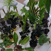 انواع گل و گیاه آپارتمانی