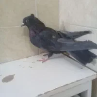 ی ماده سیاه اصفانی د دوتا جوجه سوسکی|پرنده|خمینیشهر, |دیوار