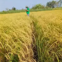 زمین کشاورزی برنج
