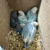 طوطی برزیلی جوجه رنگ خاص